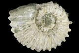 Bumpy Ammonite (Douvilleiceras) Fossil - Madagascar #115609-1